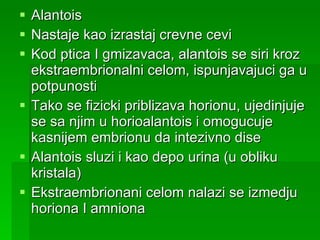 Alantois Nastaje kao izrastaj crevne cevi Kod ptica I gmizavaca, alantois se siri kroz ekstraembrionalni celom, ispunjavajuci ga u potpunosti Tako se fizicki priblizava horionu, ujedinjuje se sa njim u horioalantois i omogucuje kasnijem embrionu da intezivno dise Alantois sluzi i kao depo urina (u obliku kristala) Ekstraembrionani celom nalazi se izmedju horiona I amniona 