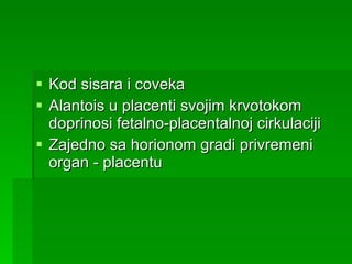Kod sisara i coveka Alantois u placenti svojim krvotokom doprinosi fetalno-placentalnoj cirkulaciji Zajedno sa horionom gradi privremeni organ - placentu 