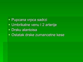 Pupcana vrpca sadrzi Umbrikalne venu I 2 arterije Drsku alantoisa Ostatak drske zumancetne kese 