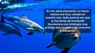 En los años cincuenta. La fauna
marina era muy variada en
nuestro mar, todo parecía ser que
la Corriente de Humboldt
favor...
