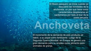 El Boom pesquero se inicia cuando se
descubrió las bondades de la
anchoveta, un pez que tiene como
característica desplaza...