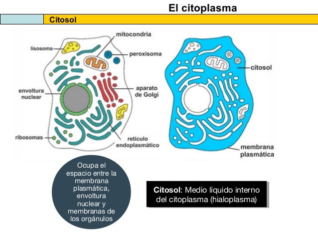 Citosol Función y definición Educándose En Línea