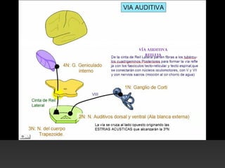 VÍA AUDITIVA
REFLEJA