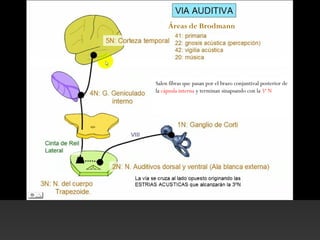 Salen fibras que pasan por el brazo conjuntival posterior de
la cápsula interna y terminan sinapsando con la 5ª N
Áreas de Brodmann