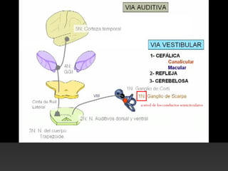 a nivel de los conductos semicirculares