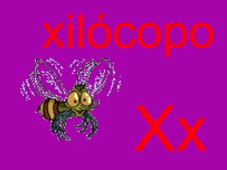 Xx xilócopo 