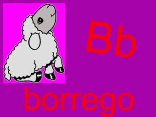 Bb borrego 