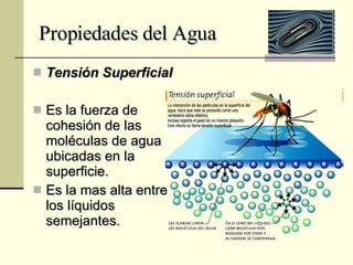 Propiedades del Agua Tensión Superficial Es la fuerza de cohesión de las moléculas de agua ubicadas en la superficie. Es la mas alta entre los líquidos semejantes. 