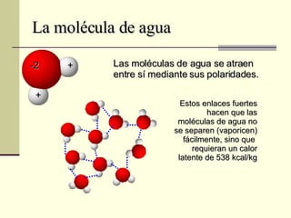 La molécula de agua Las moléculas de agua se atraen entre sí mediante sus polaridades.  Estos enlaces fuertes hacen que las moléculas de agua no se separen (vaporicen) fácilmente, sino que  requieran un calor latente de 538 kcal/kg -2  + + 