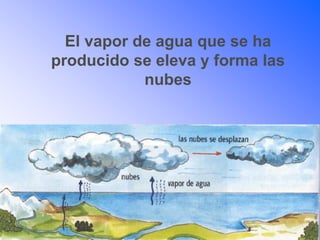 El vapor de agua que se ha
producido se eleva y forma las
nubes
 