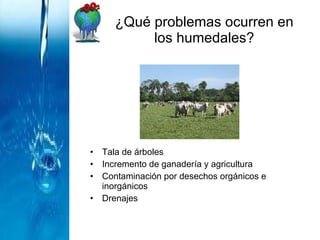¿Qué problemas ocurren en los humedales? Tala de árboles Incremento de ganadería y agricultura Contaminación por desechos orgánicos e inorgánicos Drenajes 
