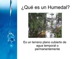 ¿Qué es un Humedal? Es un terreno plano cubierto de agua temporal o permanentemente 