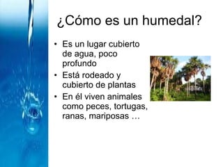 ¿Cómo es un humedal? Es un lugar cubierto de agua, poco profundo Está rodeado y cubierto de plantas En él viven animales como peces, tortugas, ranas, mariposas … 