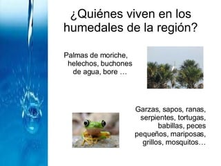 ¿Quiénes viven en los humedales de la región? Palmas de moriche, helechos, buchones de agua, bore … Garzas, sapos, ranas, serpientes, tortugas, babillas, peces pequeños, mariposas, grillos, mosquitos… 