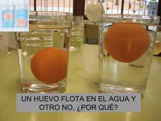 UN HUEVO FLOTA EN EL AGUA Y OTRO NO, ¿POR QUÉ? 