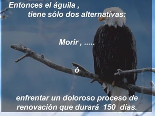 Entonces el águila ,  tiene sólo dos alternativas: Morir , ..... ó enfrentar un doloroso proceso de renovación que durará  150  días. 