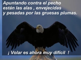 Apuntando contra el pecho  están las alas , envejecidas  y pesadas por las gruesas plumas.  ¡ Volar es ahora muy difícil  ! 