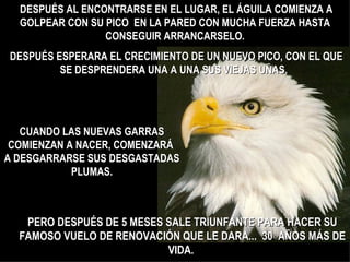 DESPUÉS AL ENCONTRARSE EN EL LUGAR, EL ÁGUILA COMIENZA A GOLPEAR CON SU PICO  EN LA PARED CON MUCHA FUERZA HASTA CONSEGUIR ARRANCARSELO. DESPUÉS ESPERARA EL CRECIMIENTO DE UN NUEVO PICO, CON EL QUE SE DESPRENDERA UNA A UNA SUS VIEJAS UÑAS.  CUANDO LAS NUEVAS GARRAS COMIENZAN A NACER, COMENZARÁ  A DESGARRARSE SUS DESGASTADAS PLUMAS. PERO DESPUÉS DE 5 MESES SALE TRIUNFANTE PARA HACER SU FAMOSO VUELO DE RENOVACIÓN QUE LE DARA...  30  AÑOS MÁS DE VIDA.  