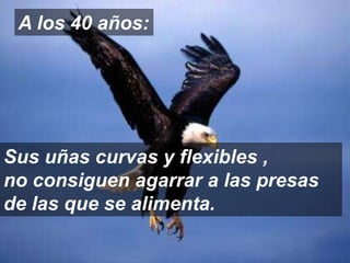 A los 40 años:Sus uñas curvas y flexibles ,          no consiguen agarrar a las presas de las que se alimenta.