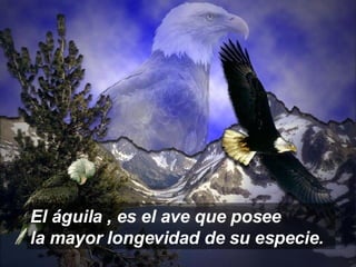 El águila , es el ave que posee  la mayor longevidad de su especie. 