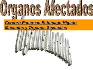 Organos Afectados Organos Afectados Cerebro Pancreas Estomago Higado Musculos y Organos Sexsuales 