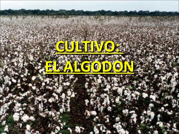 El Algodon