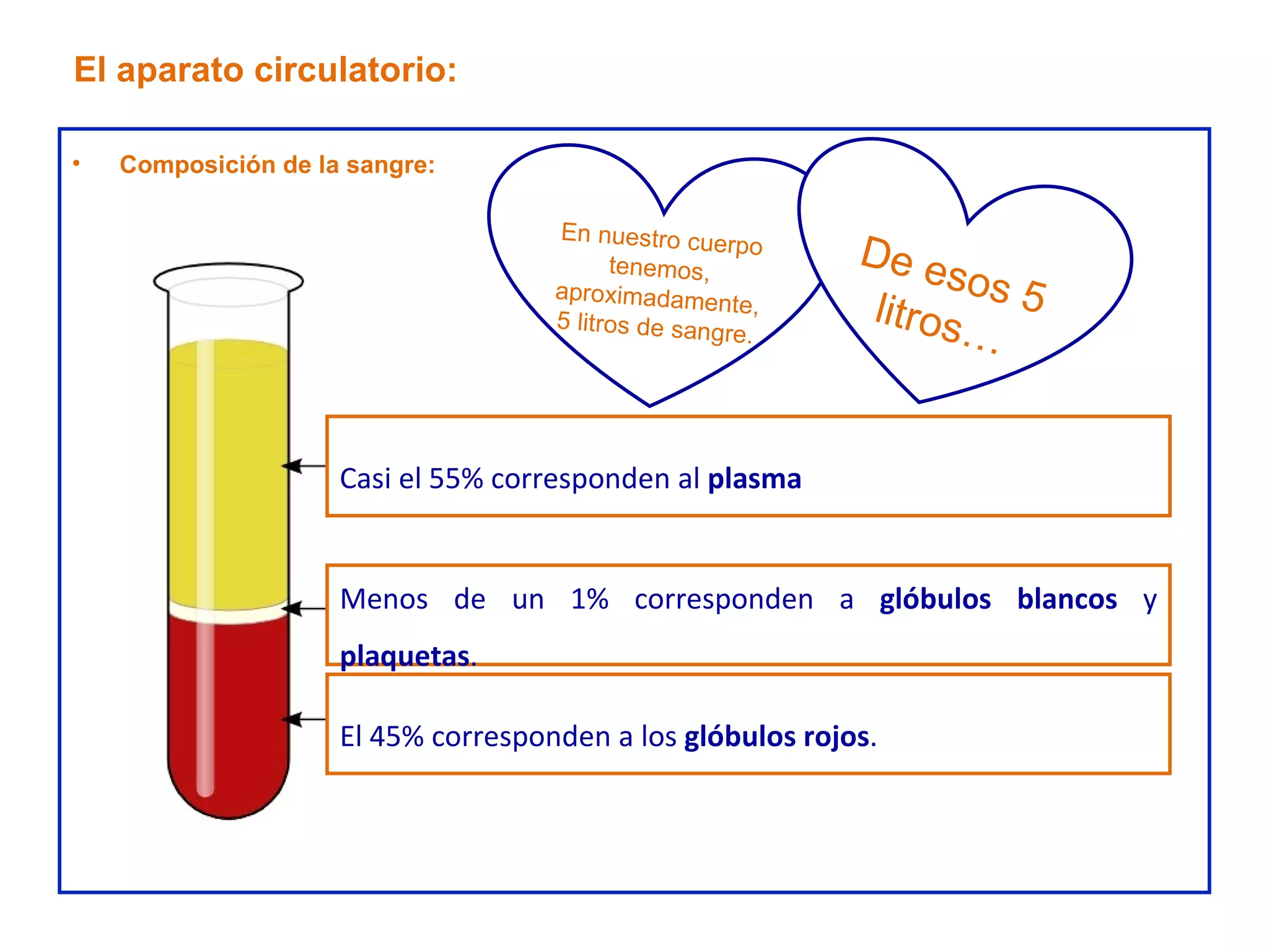 El aparato circulatorio: Composición de la sangre: Casi el 55% corresponden al  plasma Menos de un 1% corresponden a  glóbulos blancos  y  plaquetas . El 45% corresponden a los  glóbulos rojos .  En nuestro cuerpo tenemos, aproximadamente, 5 litros de sangre. De esos 5 litros… 