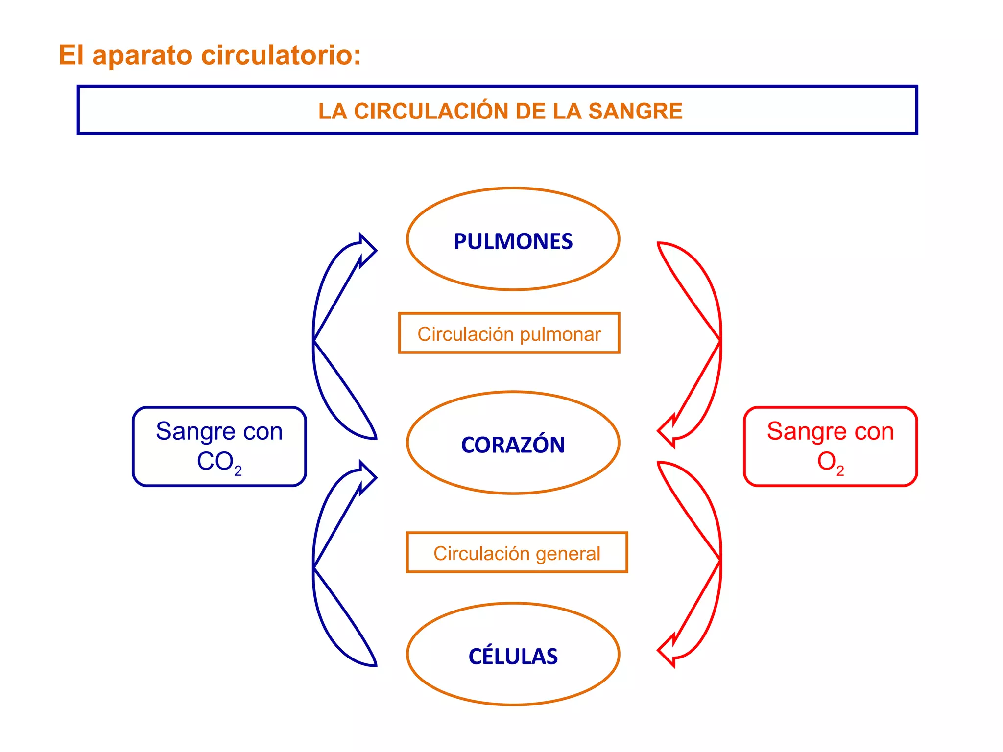 El aparato circulatorio: LA CIRCULACIÓN DE LA SANGRE PULMONES CORAZÓN CÉLULAS Circulación pulmonar Circulación general Sangre con CO 2 Sangre con O 2 