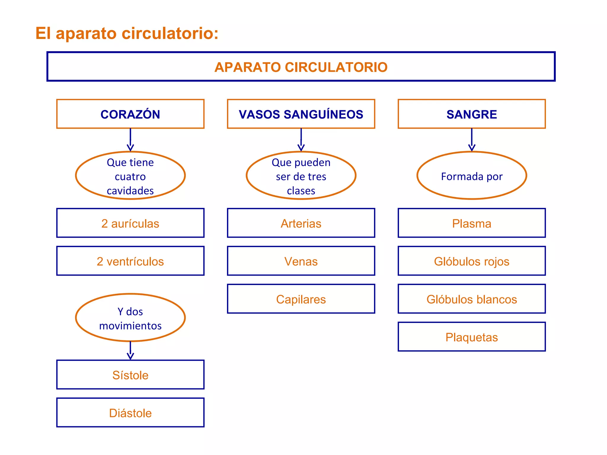 El aparato circulatorio: APARATO CIRCULATORIO CORAZÓN SANGRE 2 aurículas 2 ventrículos Sístole Glóbulos rojos Glóbulos blancos Plaquetas Plasma VASOS SANGUÍNEOS Arterias Venas Capilares Que pueden ser de tres clases Que tiene cuatro cavidades Formada por Y dos movimientos Diástole 