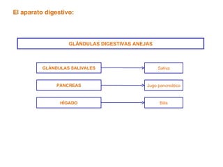 El aparato digestivo: GLÁNDULAS DIGESTIVAS ANEJAS GLÁNDULAS SALIVALES PÁNCREAS HÍGADO Saliva Jugo pancreático Bilis 