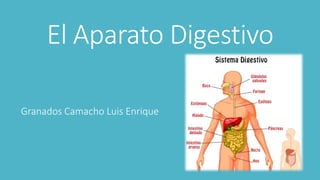 El Aparato Digestivo
Granados Camacho Luis Enrique
 