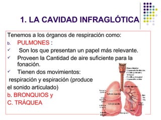 1. LA CAVIDAD INFRAGLÓTICA Tenemos a los órganos de respiración como: PULMONES  : Son los que presentan un papel más relevante. Proveen la Cantidad de aire suficiente para la fonación. Tienen dos movimientos: respiración y espiración (produce  el sonido articulado) b .  BRONQUIOS y C. TRÁQUEA 