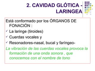 2. CAVIDAD GLÓTICA - LARINGEA Está conformado por los ÓRGANOS DE FONACIÓN : La laringe (tiroides)  Cuerdas vocales y Resonadores-nasal, bucal y faríngeo- La vibración de las cuerdas vocales provoca la formación de una onda sonora , que conocemos con el nombre de tono 
