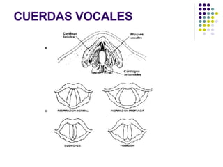 CUERDAS VOCALES 
