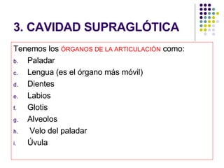 3. CAVIDAD SUPRAGLÓTICA Tenemos los  ÓRGANOS DE LA ARTICULACIÓN  como: Paladar Lengua (es el órgano más móvil) Dientes Labios  Glotis Alveolos Velo del paladar Úvula 