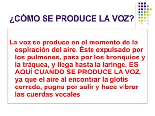 ¿CÓMO SE PRODUCE LA VOZ? La voz se produce en el momento de la espiración del aire. Éste expulsado por los pulmones, pasa por los bronquios y la tráquea, y llega hasta la laringe. ES AQUÍ CUANDO SE PRODUCE LA VOZ, ya que el aire al encontrar la glotis cerrada, pugna por salir y hace vibrar las cuerdas vocales 