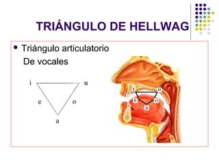 TRIÁNGULO DE HELLWAG
 Triánguloarticulatorio
  De vocales
 
