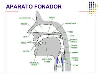 APARATO FONADOR
 