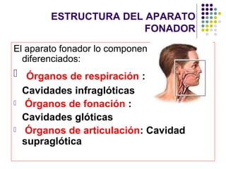 ESTRUCTURA DEL APARATO
                       FONADOR
El aparato fonador lo componen 3 órganos
  diferenciados:
 Órganos de respiración :
  Cavidades infraglóticas
 Órganos de fonación :

  Cavidades glóticas
 Órganos de articulación: Cavidad
  supraglótica
 