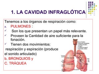 1. LA CAVIDAD INFRAGLÓTICA
Tenemos a los órganos de respiración como:
a.  PULMONES :
    Son los que presentan un papel más relevante.
   Proveen la Cantidad de aire suficiente para la
    fonación.
   Tienen dos movimientos:
 respiración y espiración (produce
el sonido articulado)
b. BRONQUIOS y
C. TRÁQUEA
 