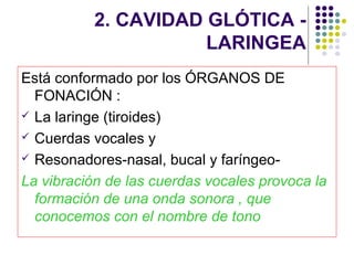 2. CAVIDAD GLÓTICA -
                      LARINGEA
Está conformado por los ÓRGANOS DE
  FONACIÓN :
 La laringe (tiroides)

 Cuerdas vocales y

 Resonadores-nasal, bucal y faríngeo-

La vibración de las cuerdas vocales provoca la
  formación de una onda sonora , que
  conocemos con el nombre de tono
 
