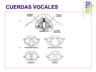 CUERDAS VOCALES
 