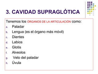 3. CAVIDAD SUPRAGLÓTICA
Tenemos los ÓRGANOS DE LA ARTICULACIÓN como:
a. Paladar
b. Lengua (es el órgano más móvil)
c. Dientes
d. Labios
e. Glotis
f. Alveolos
g.  Velo del paladar
h. Úvula
 
