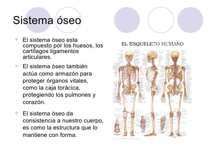 El Aparato Locomotor