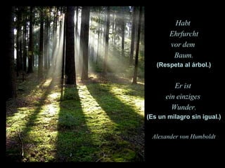 Habt  Ehrfurcht vor dem  Baum. (Respeta al árbol.) Er ist  ein einziges  Wunder. (Es un milagro sin igual.) Alexander von Humboldt 