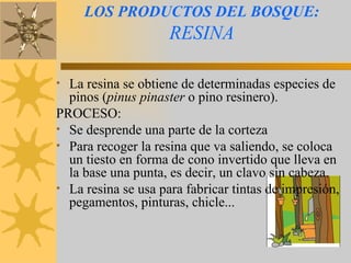 LOS PRODUCTOS DEL BOSQUE:   RESINA La resina se obtiene de determinadas especies de pinos ( pinus pinaster  o pino resinero).  PROCESO: Se desprende una parte de la corteza Para recoger la resina que va saliendo, se coloca un tiesto en forma de cono invertido que lleva en la base una punta, es decir, un clavo sin cabeza. La resina se usa para fabricar tintas de impresión, pegamentos, pinturas, chicle... 