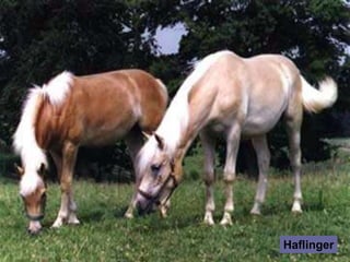 Haflinger
 