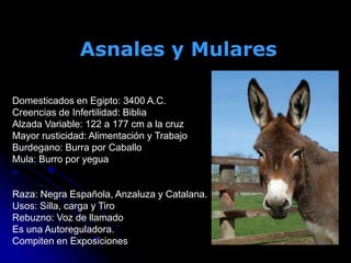 Asnales y Mulares
Domesticados en Egipto: 3400 A.C.
Creencias de Infertilidad: Biblia
Alzada Variable: 122 a 177 cm a la cruz
Mayor rusticidad: Alimentación y Trabajo
Burdegano: Burra por Caballo
Mula: Burro por yegua
Raza: Negra Española, Anzaluza y Catalana.
Usos: Silla, carga y Tiro
Rebuzno: Voz de llamado
Es una Autoreguladora.
Compiten en Exposiciones
 