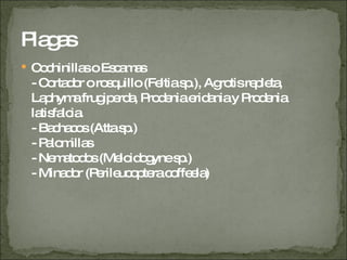 Plagas Cochinillas o Escamas - Cortador o rosquillo (Feltia sp.), Agrotis repleta, Laphyma frugiperda, Prodenia eridania y Prodenia latisfalcia. - Bachacos (Atta sp.) - Palomillas - Nematodos (Meloidogyne sp.) - Minador (Perileucoptera coffeela) 