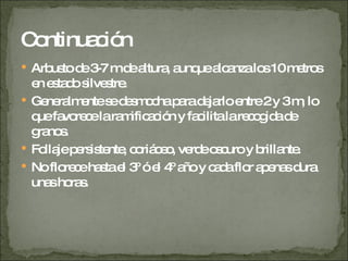Arbusto de 3-7 m de altura, aunque alcanza los 10 metros en estado silvestre. Generalmente se desmocha para dejarlo entre 2 y 3 m, lo que favorece la ramificación y facilita la recogida de granos. Follaje persistente, coriáceo, verde oscuro y brillante. No florece hasta el 3º ó el 4º año y cada flor apenas dura unas horas. Continuación  